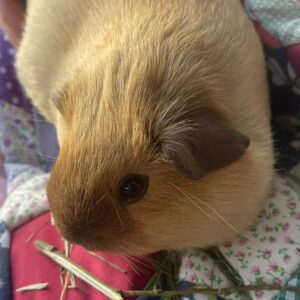 Guinea Pig love at Sarah May animal assisted Therapy New Milton