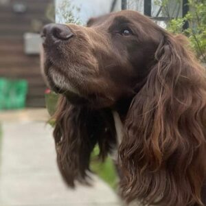 Finley gives the best cuddles at Sarah May animal assisted Therapy New Milton